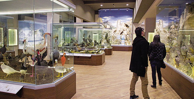 Επισκέπτες παρατηρούν τα εκθέματα του μουσείου φυσικής ιστορίας Μετεώρων, την Κυριακή 7 Δεκεμβρίου 2014. Το μουσείο περιλαμβάνει πλούσια συλλογή πτηνών και θηλαστικών καθώς και μία ολοκληρωμένη συλλογή μανιταριών. Είναι το πρώτο στο είδος του στην Ελλάδα. Υπάρχουν περίπου 300 είδη ζώων και αρκετές δεκάδες με τα κυριότερα είδη μανιταριών. Δευτέρα 08 Δεκεμβρίου 2014.ΑΠΕ-ΜΠΕ/ΑΠΕ-ΜΠΕ/ΧΑΣΙΑΛΗΣ ΒΑΪΟΣ